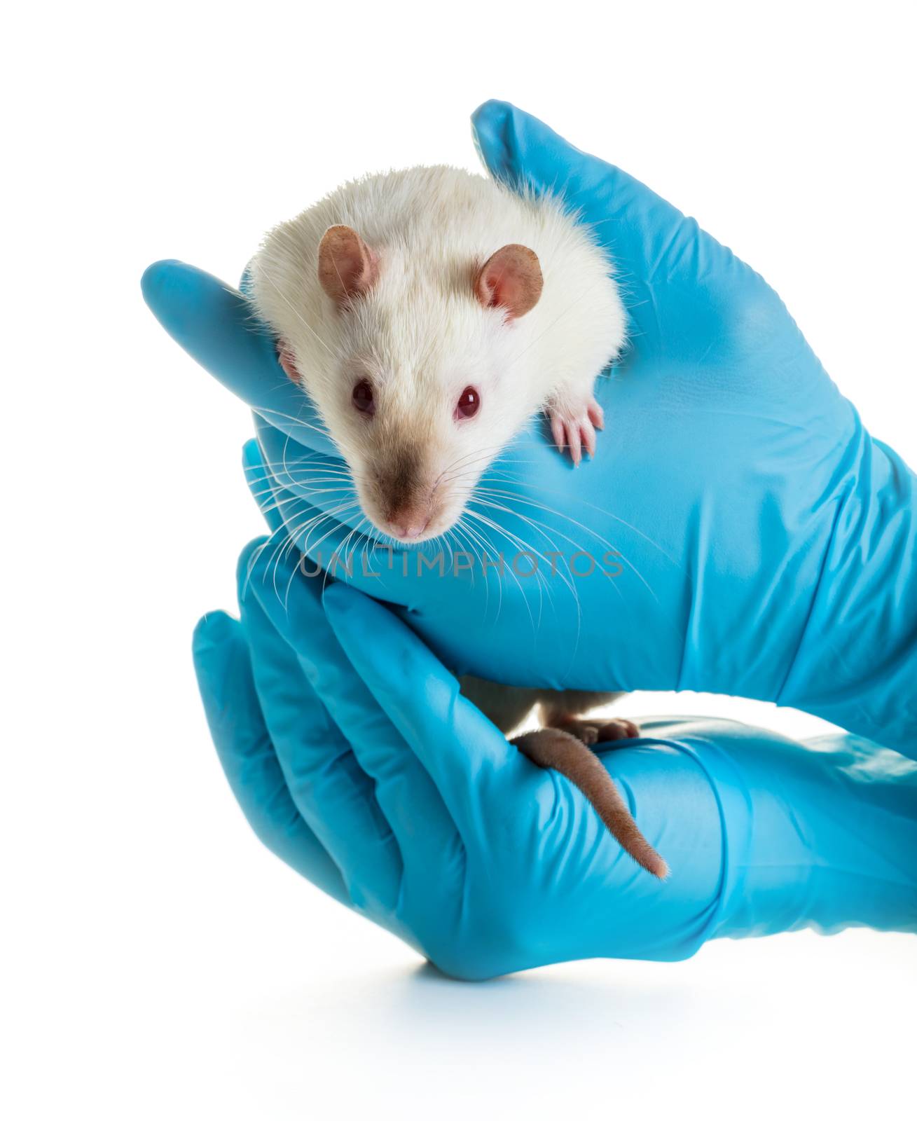 hands in medical gloves hold a rat on white background