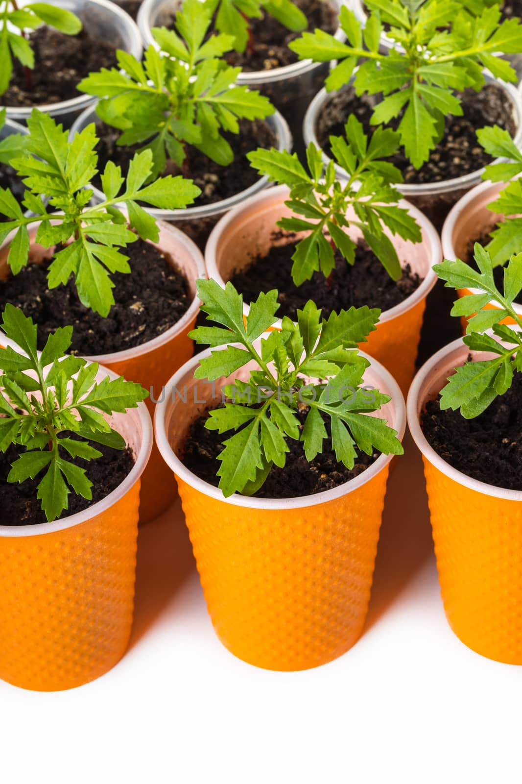 sprouts of flowers in orange cups close-up