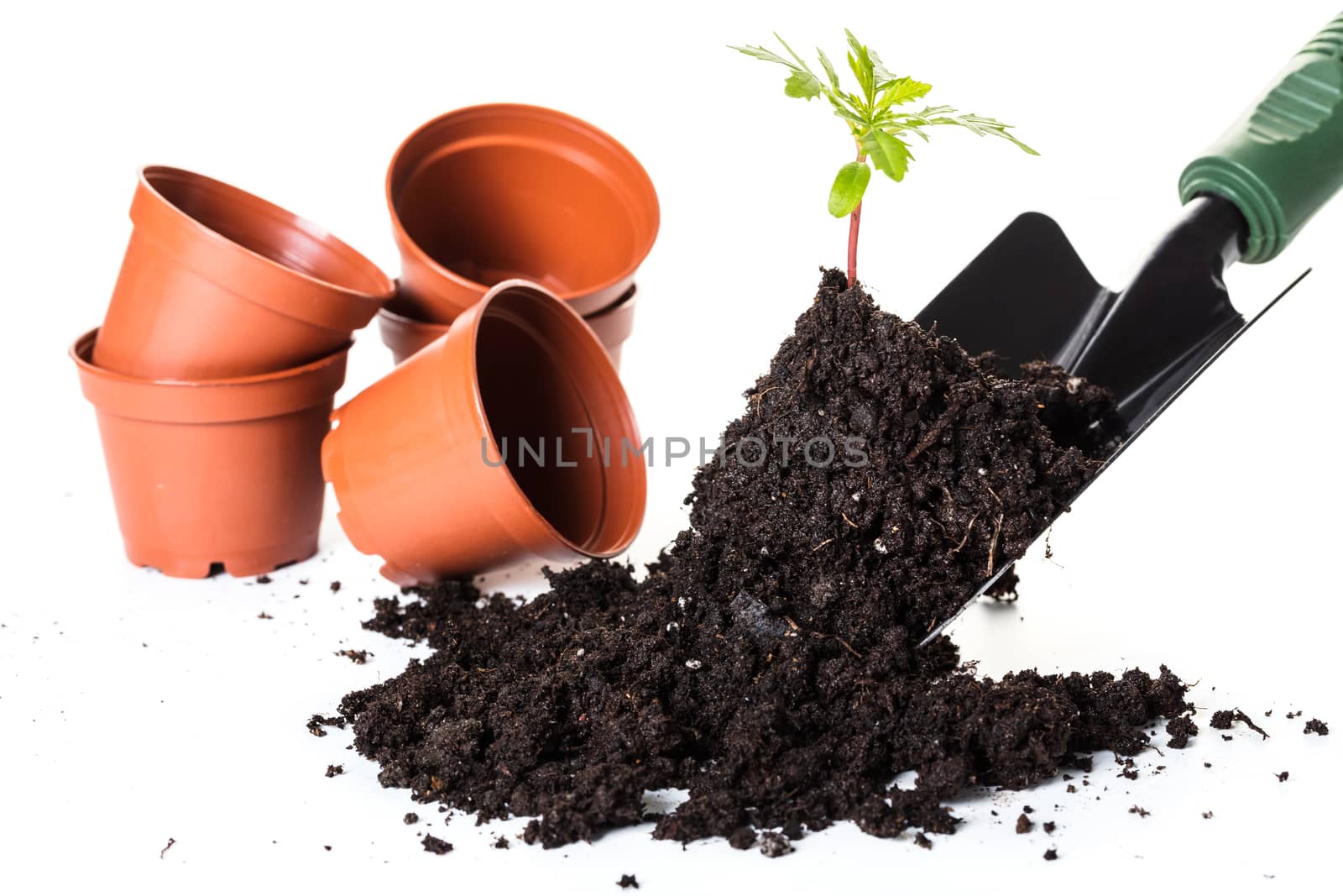 Planting a small plant on pile of soil, white background.