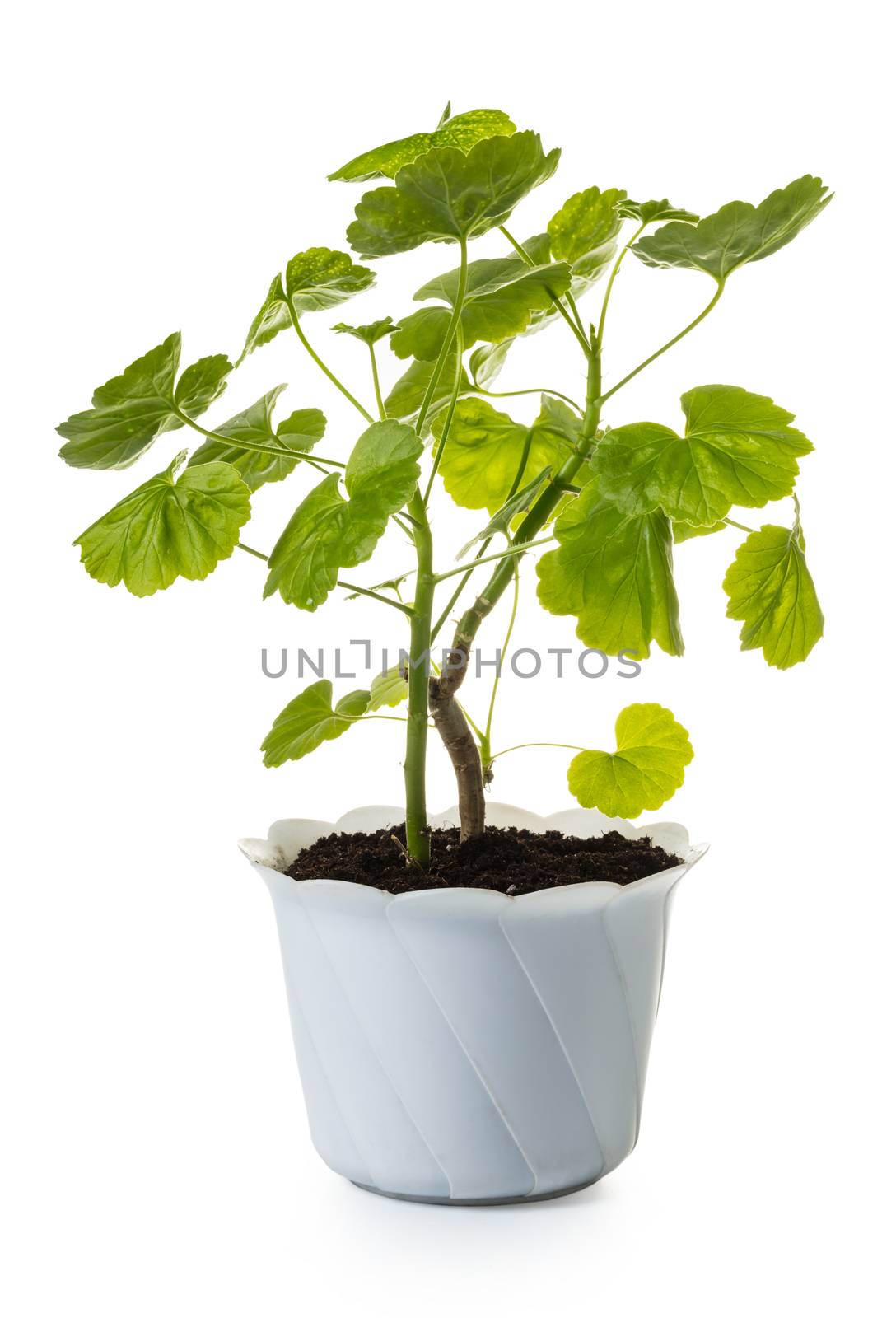 geranium in a pot isolated on white background
