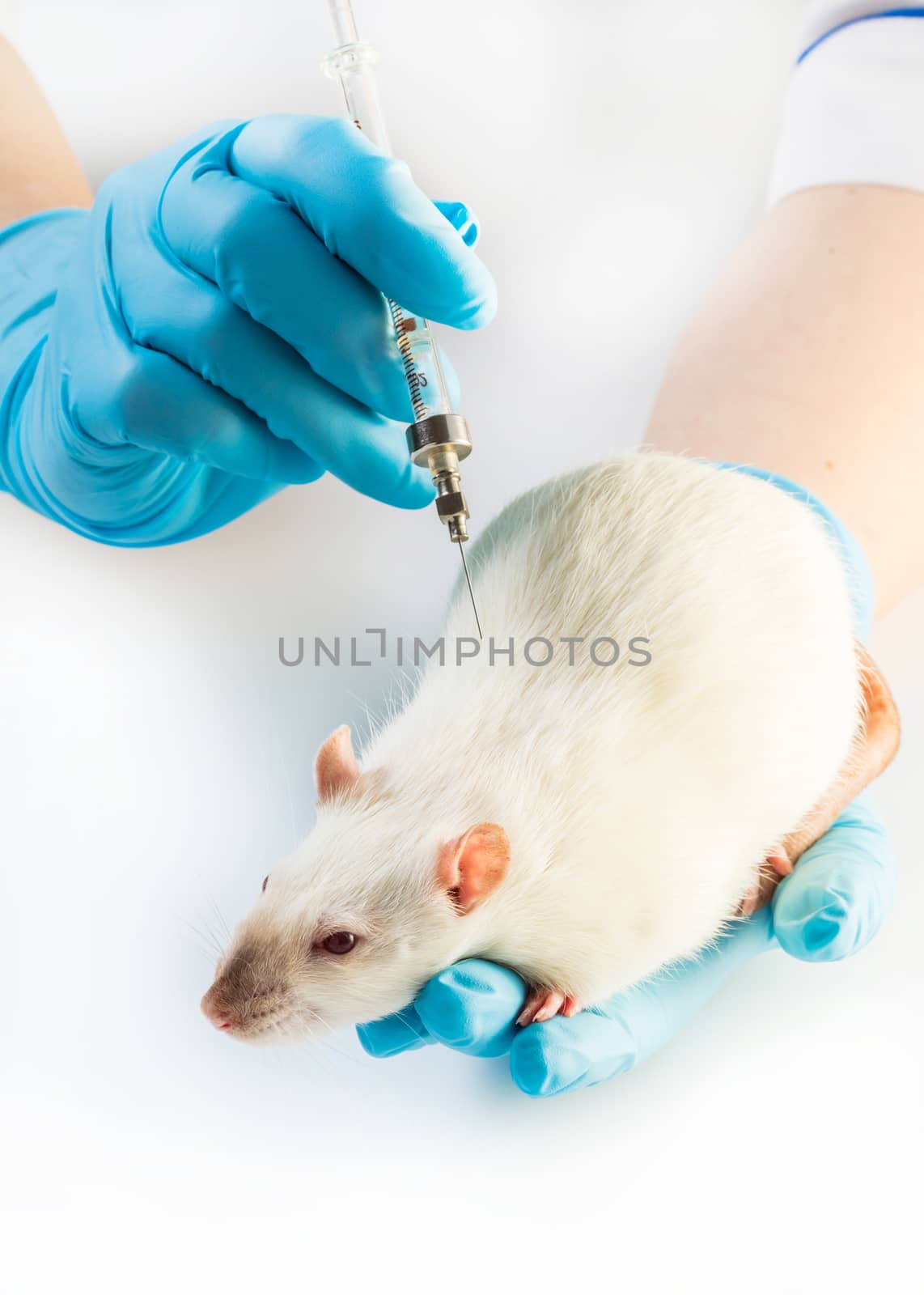 injects syringe to white rat by MegaArt