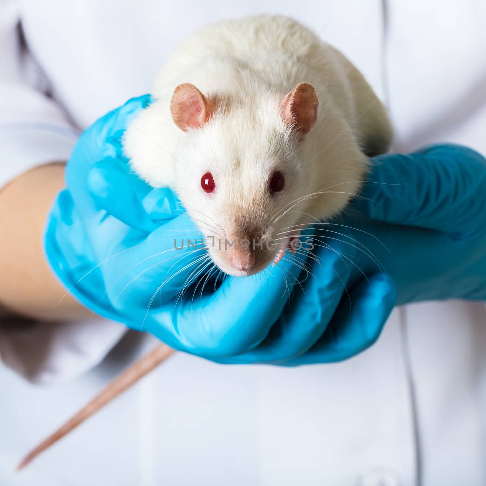 woman in medical gloves holds rat by MegaArt