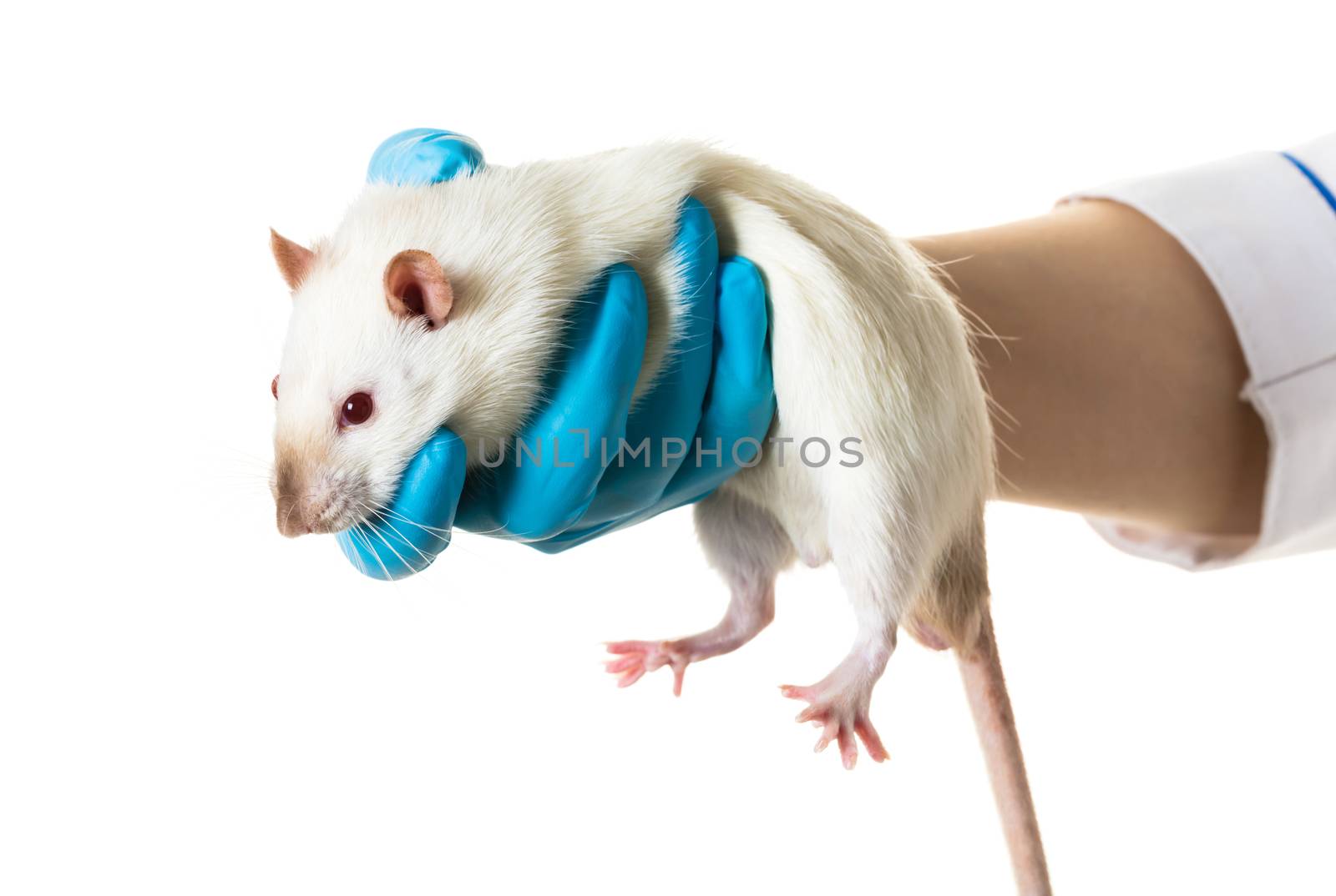 hands in medical gloves hold a rat on white background