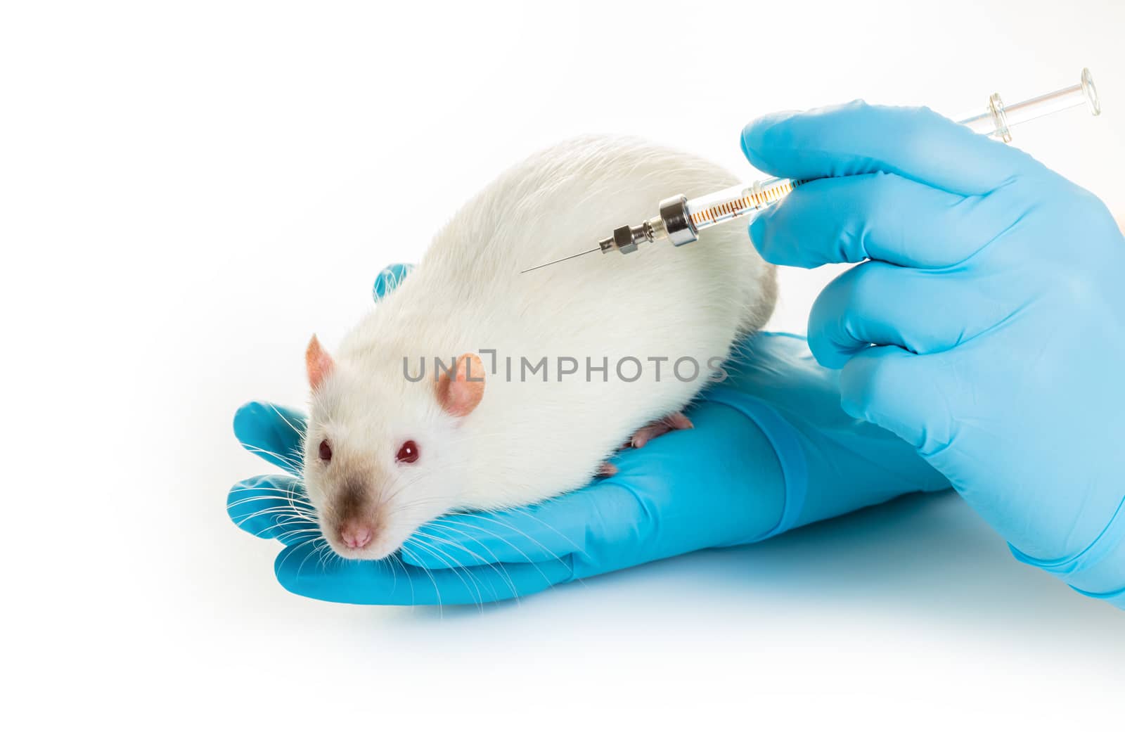 hands in medical gloves make white rat injection on white background