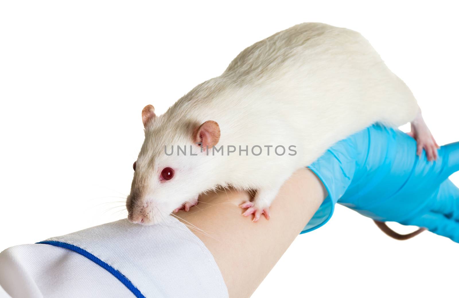 hands in medical gloves hold a rat on white background