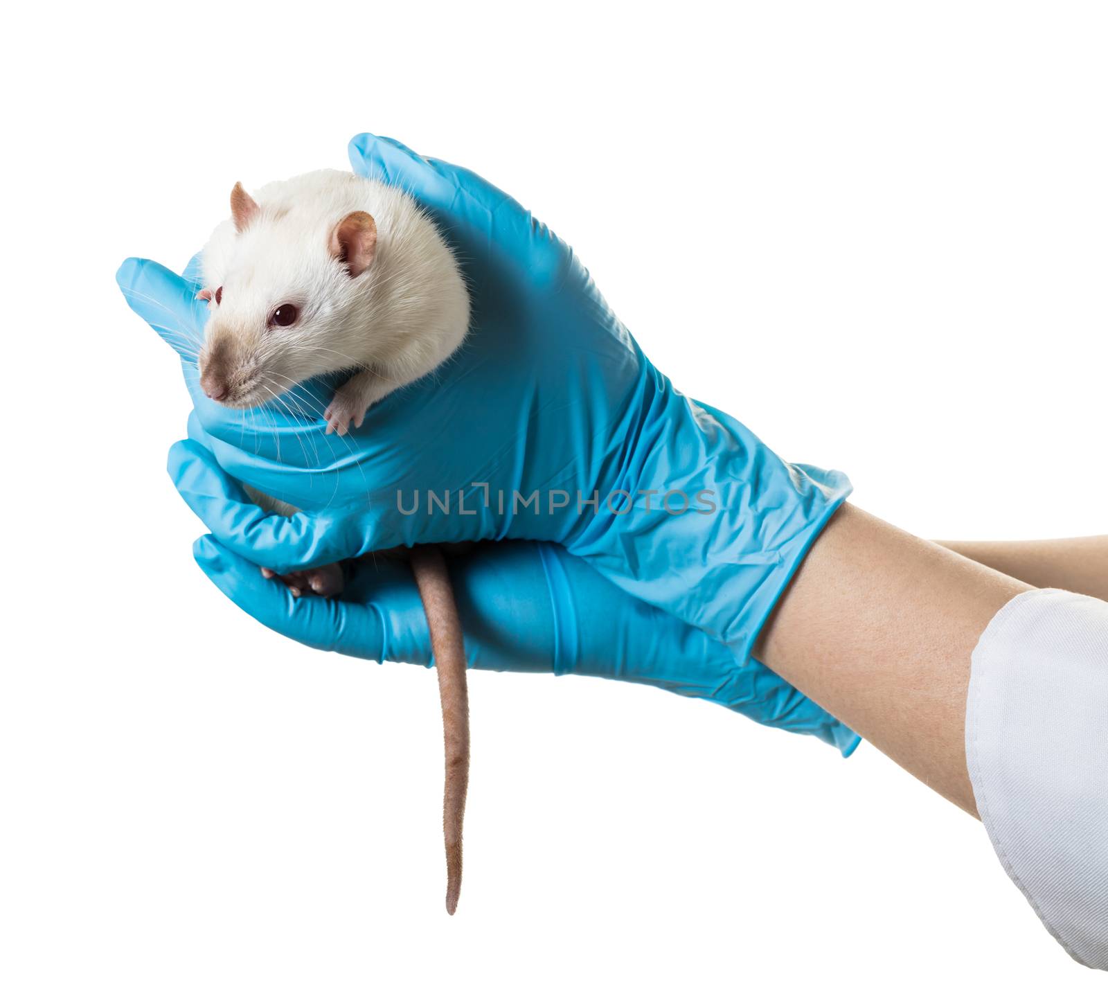 hands in medical gloves hold a rat on white background