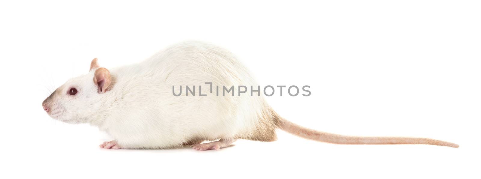 rat with red eyes close-up on a white isolated background