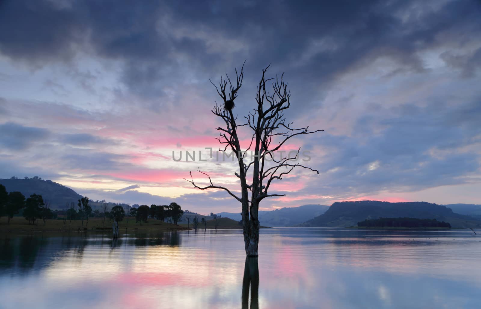 Cool hues at dusk and subtle reflections in the lake with large gnarled tree and nest in foreground