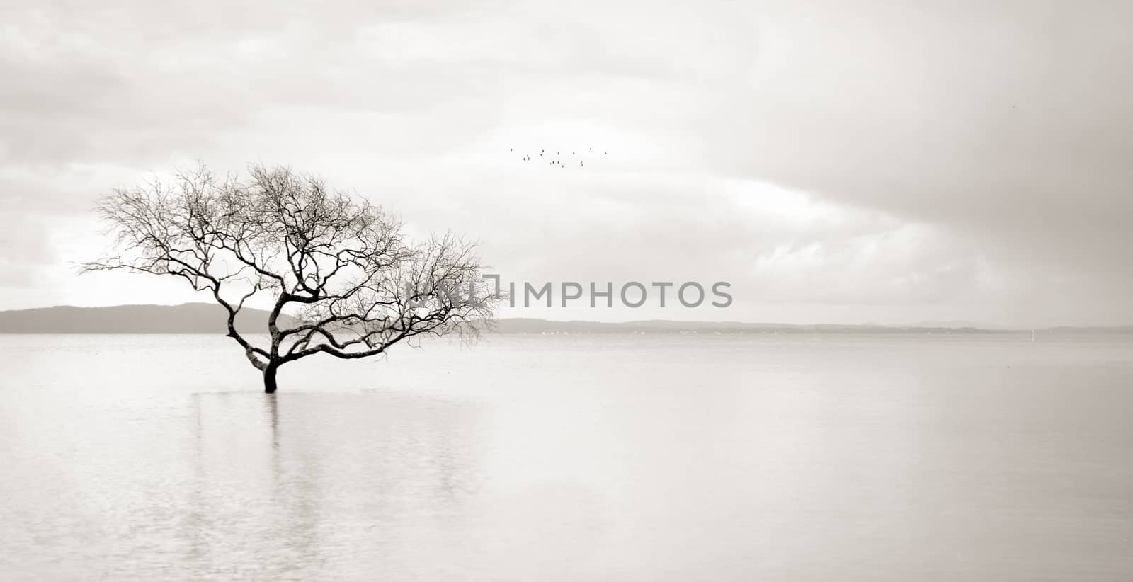 Lone mangrove tree in the still waters of the bay