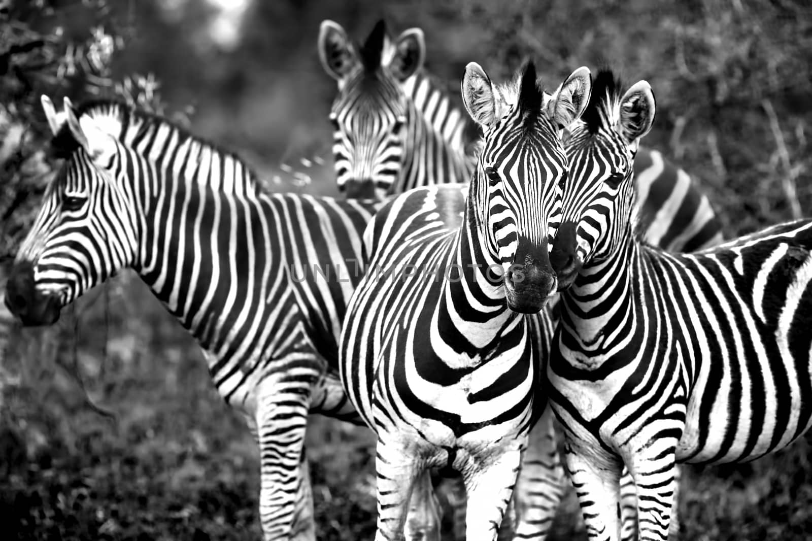 Family of a wild African zebras by Anna_Omelchenko