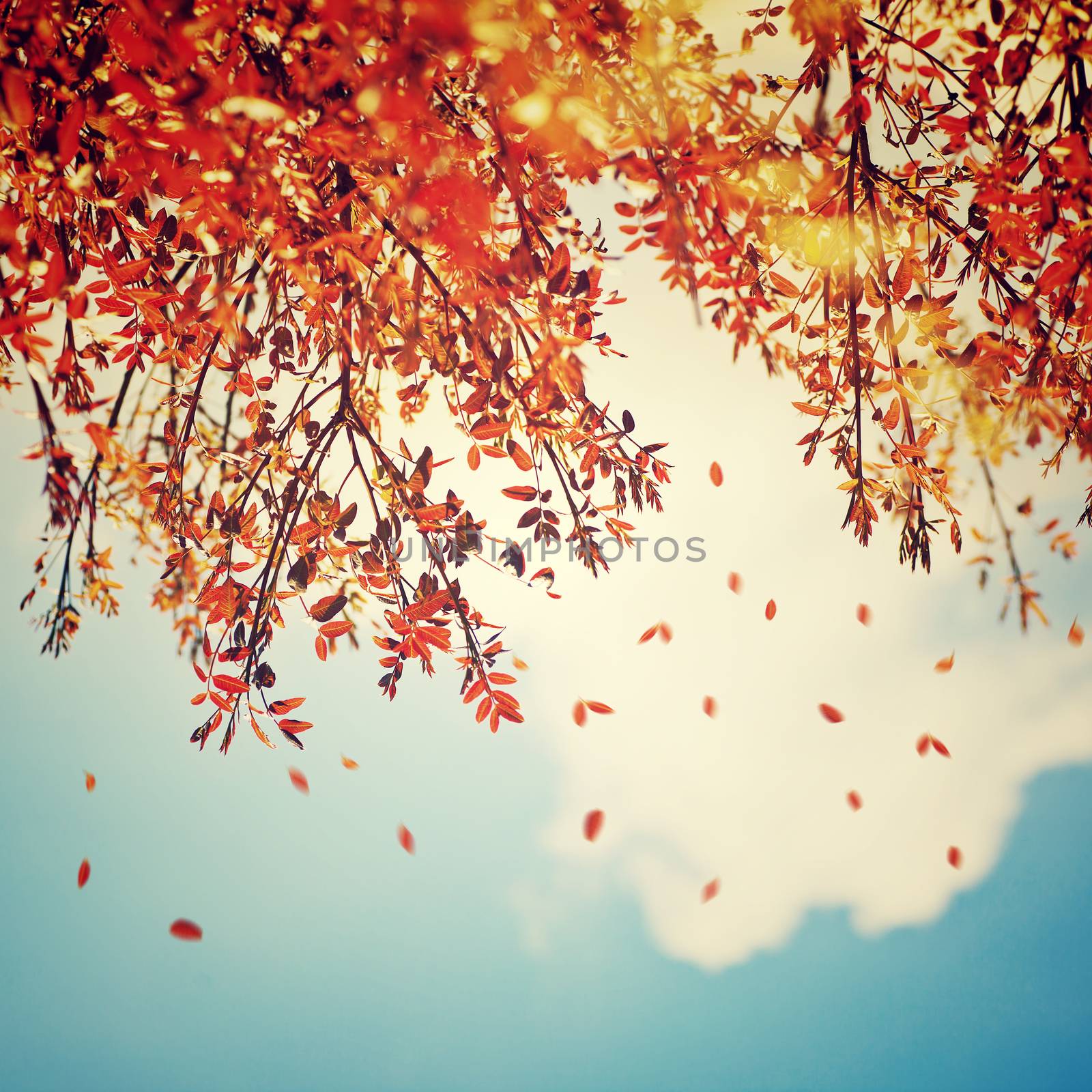 Beautiful vintage autumn background by Anna_Omelchenko