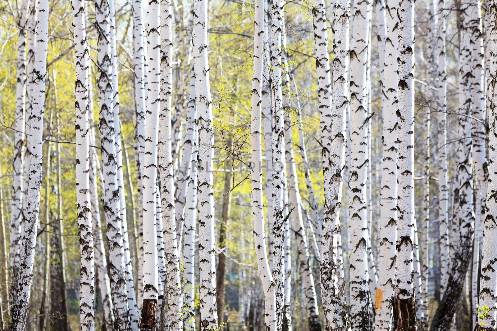 Spring in the birch forest