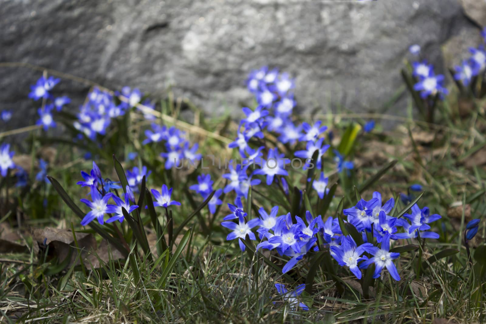 Early spring flowers, in Stockholm, Sweden. Scill bifolia.