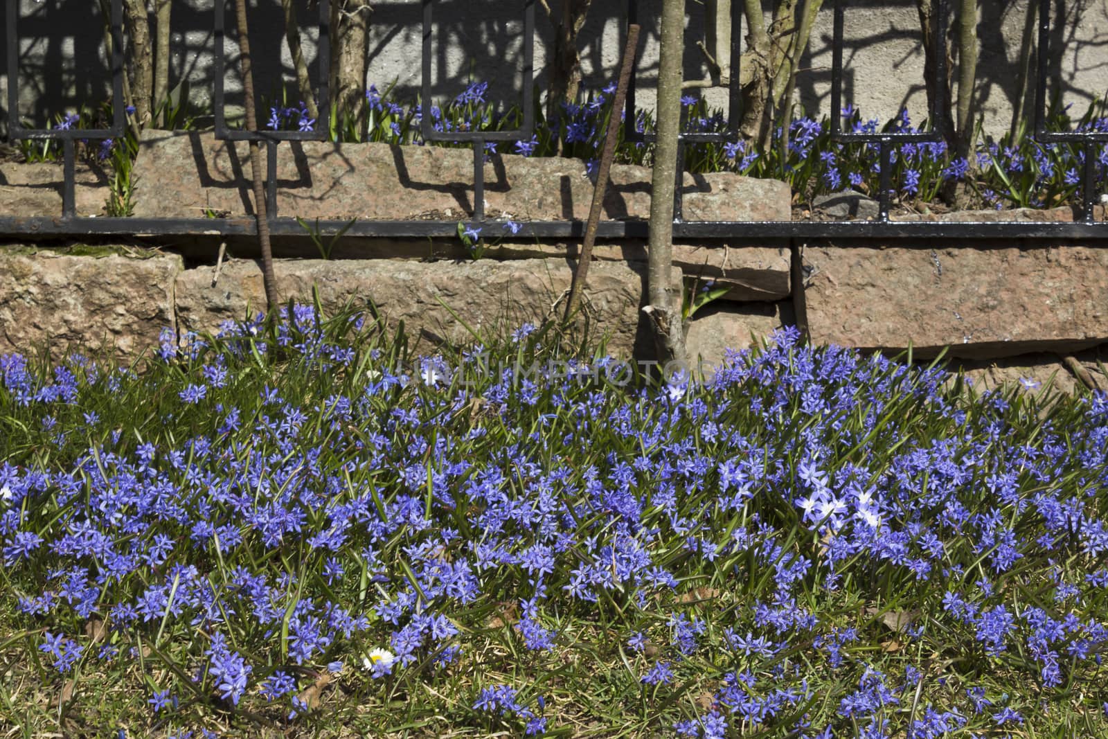 Early spring flowers, in Stockholm, Sweden. Scill bifolia.