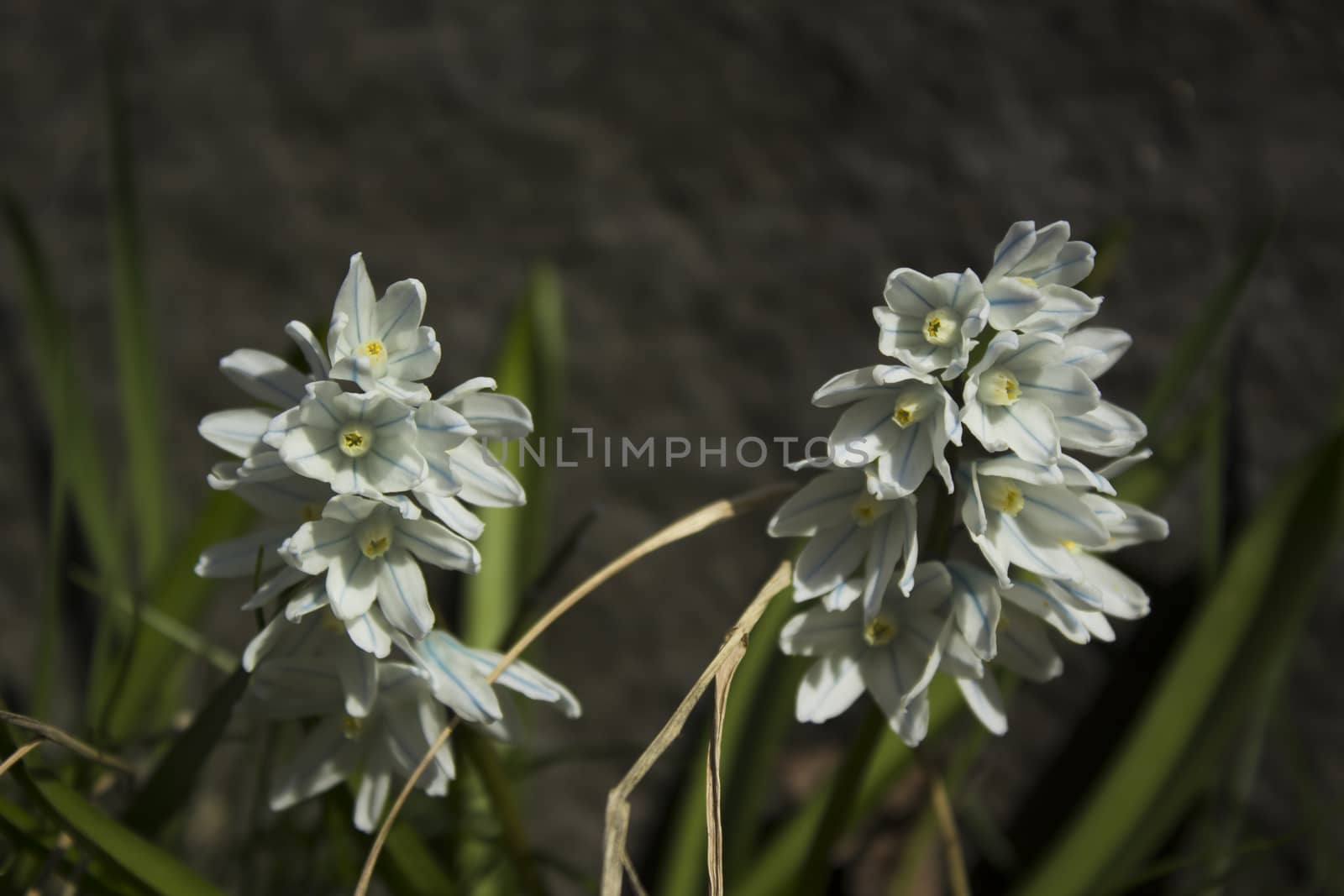 Early spring flowers, in Stockholm, Sweden.