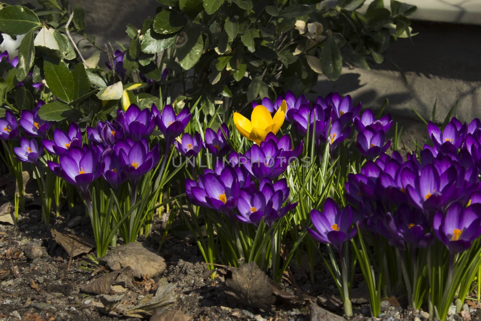 Early spring flowers in front of the wall of a house, in Stockholm, Sweden.