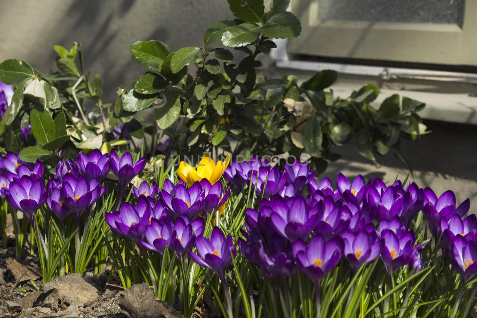 Early spring flowers in front of the wall of a house, in Stockholm, Sweden.