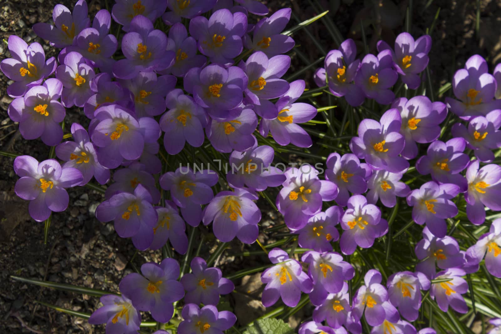 Early spring flowers, in Stockholm, Sweden.