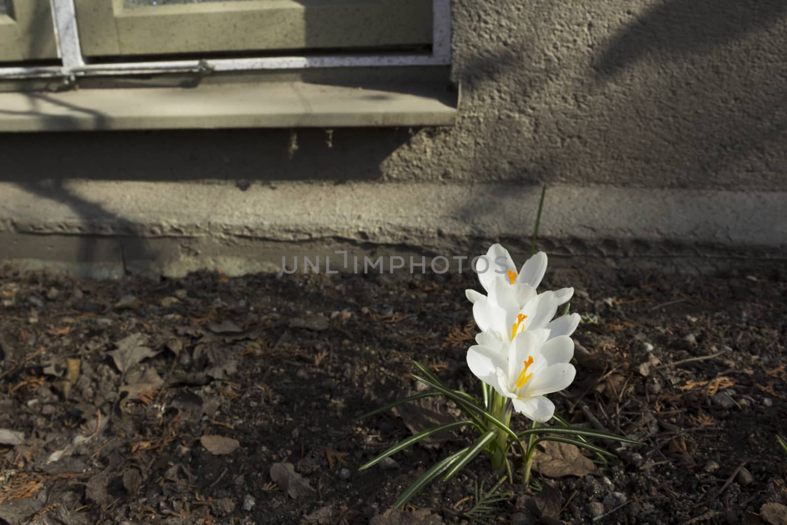 Early spring flowers, in Stockholm, Sweden.