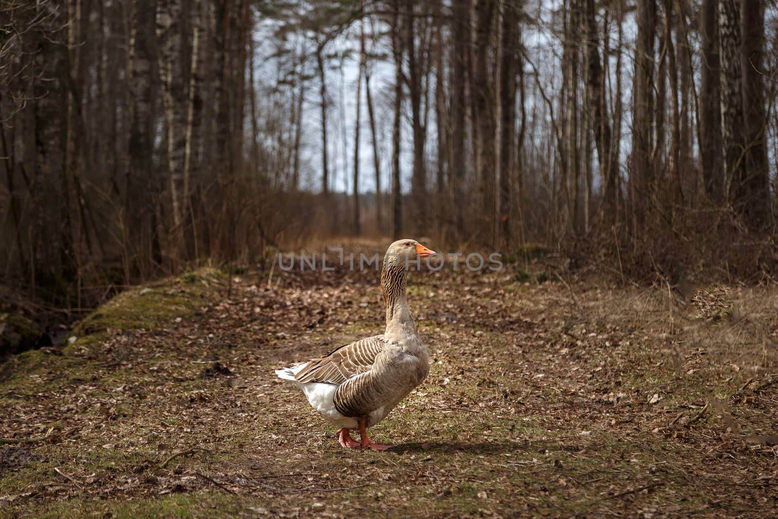 Goose in a clearing on a sunny day in the village