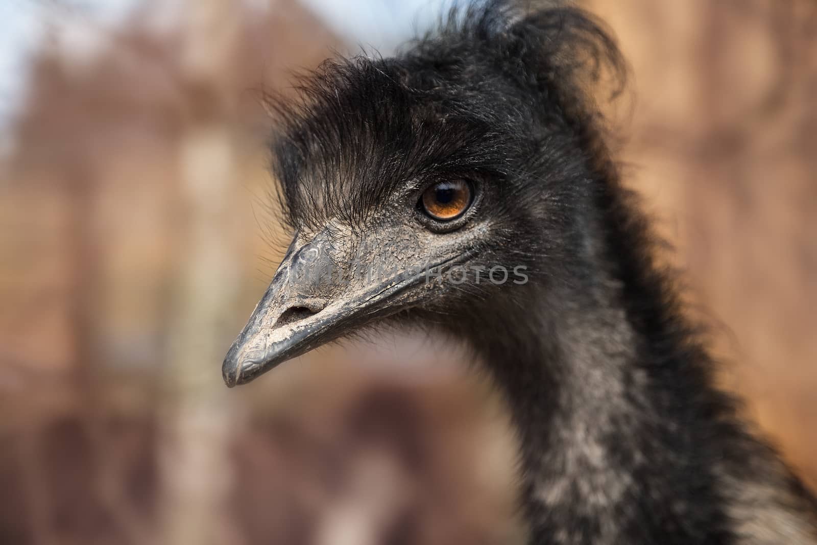 Head of black ostrich close-up