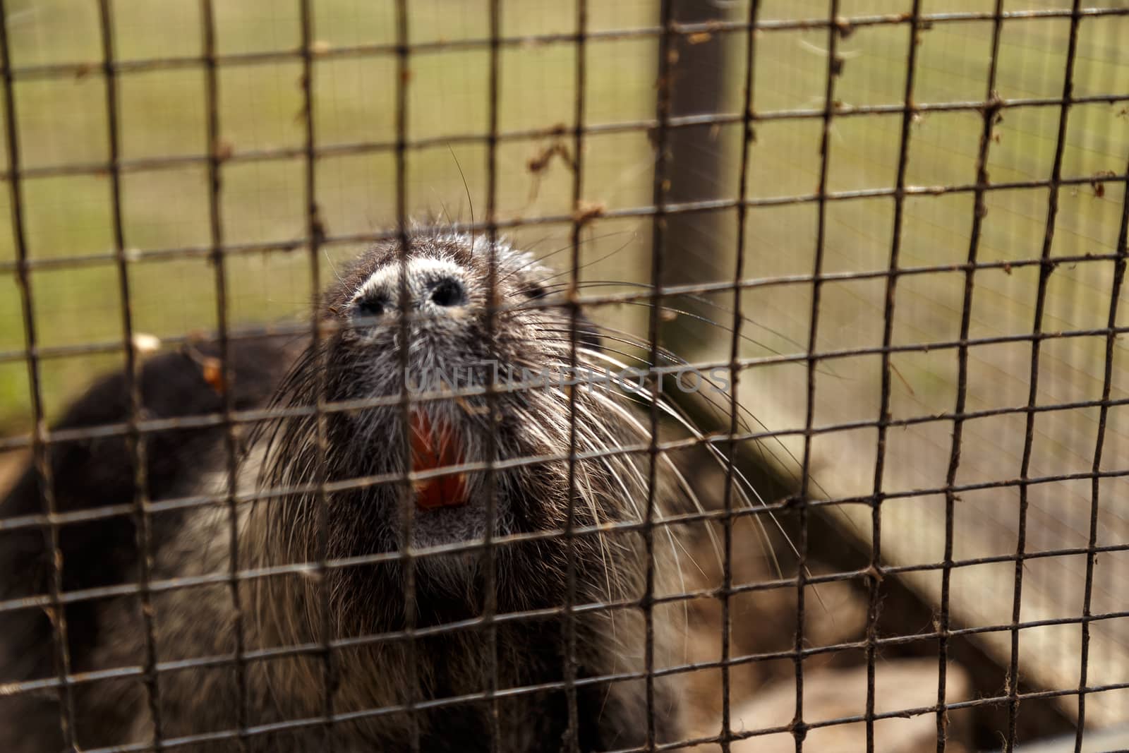 Nutria, muzzle close-up, fragment of nose and teeth