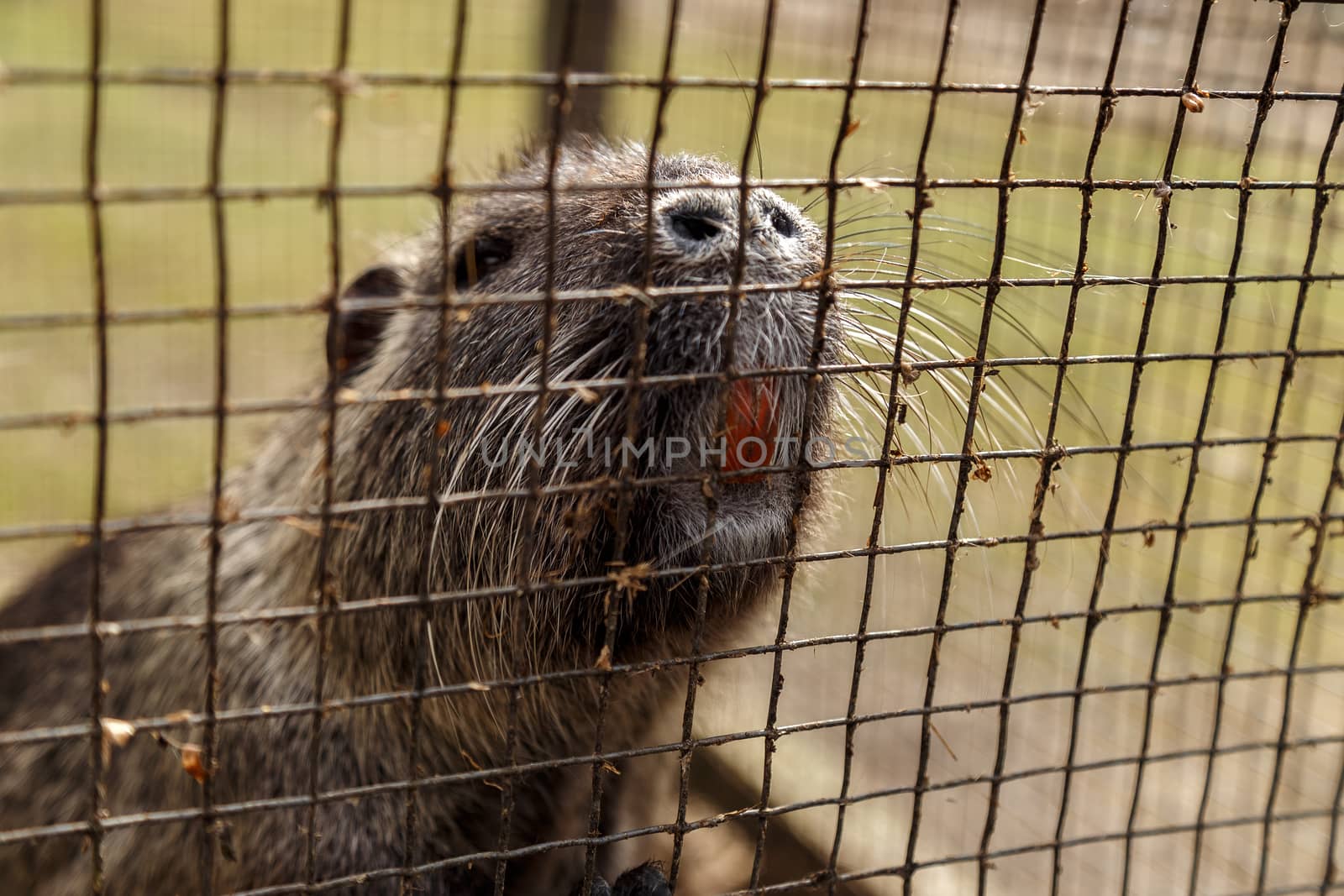 Nutria, muzzle close-up, fragment of nose and teeth