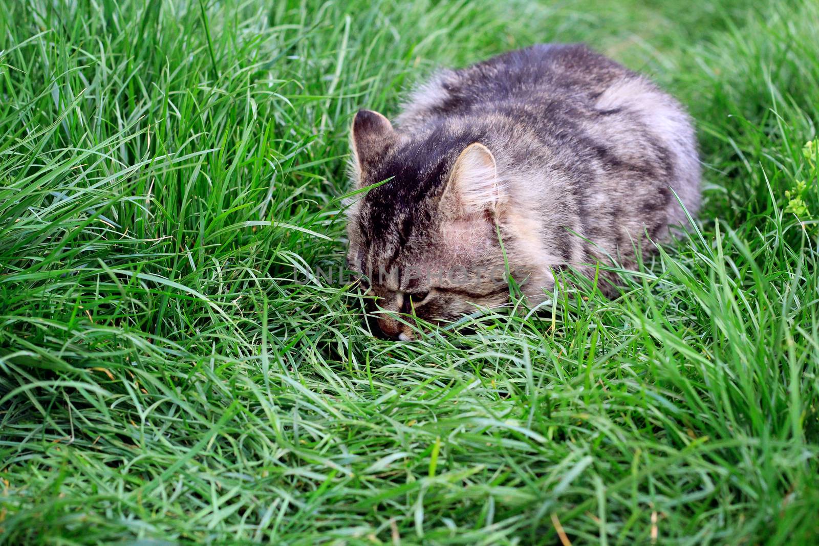big striped cat or kitten in the grass. food. photo