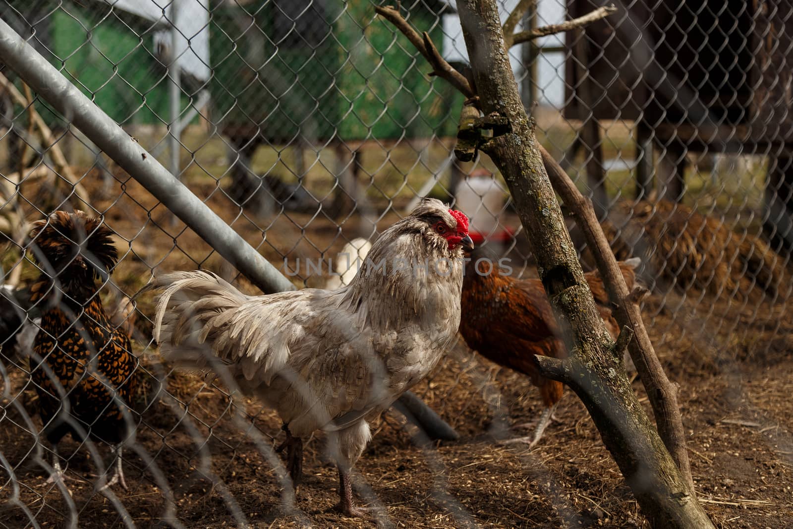 Cockerel with hens in the open-air cage