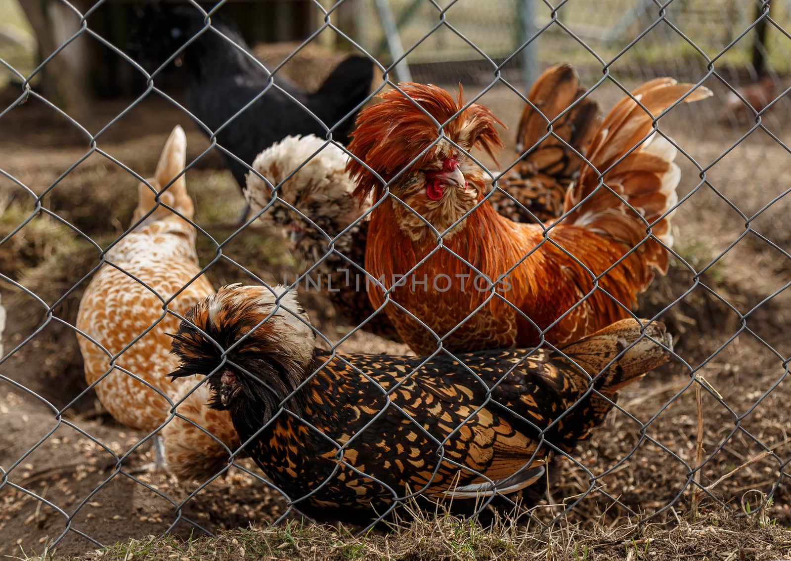 Cockerel with hens in the open-air cage