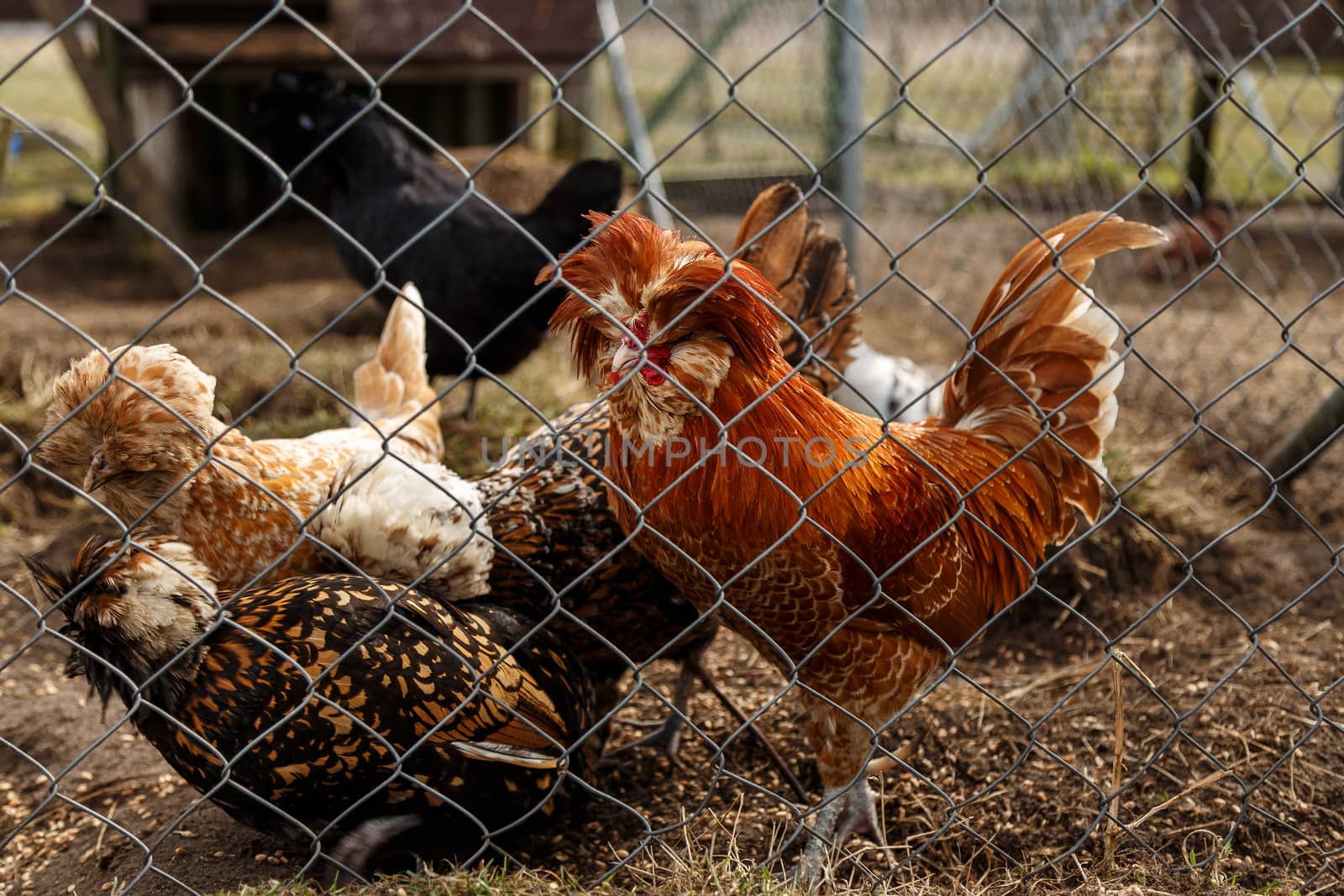 Cockerel with hens in the open-air cage