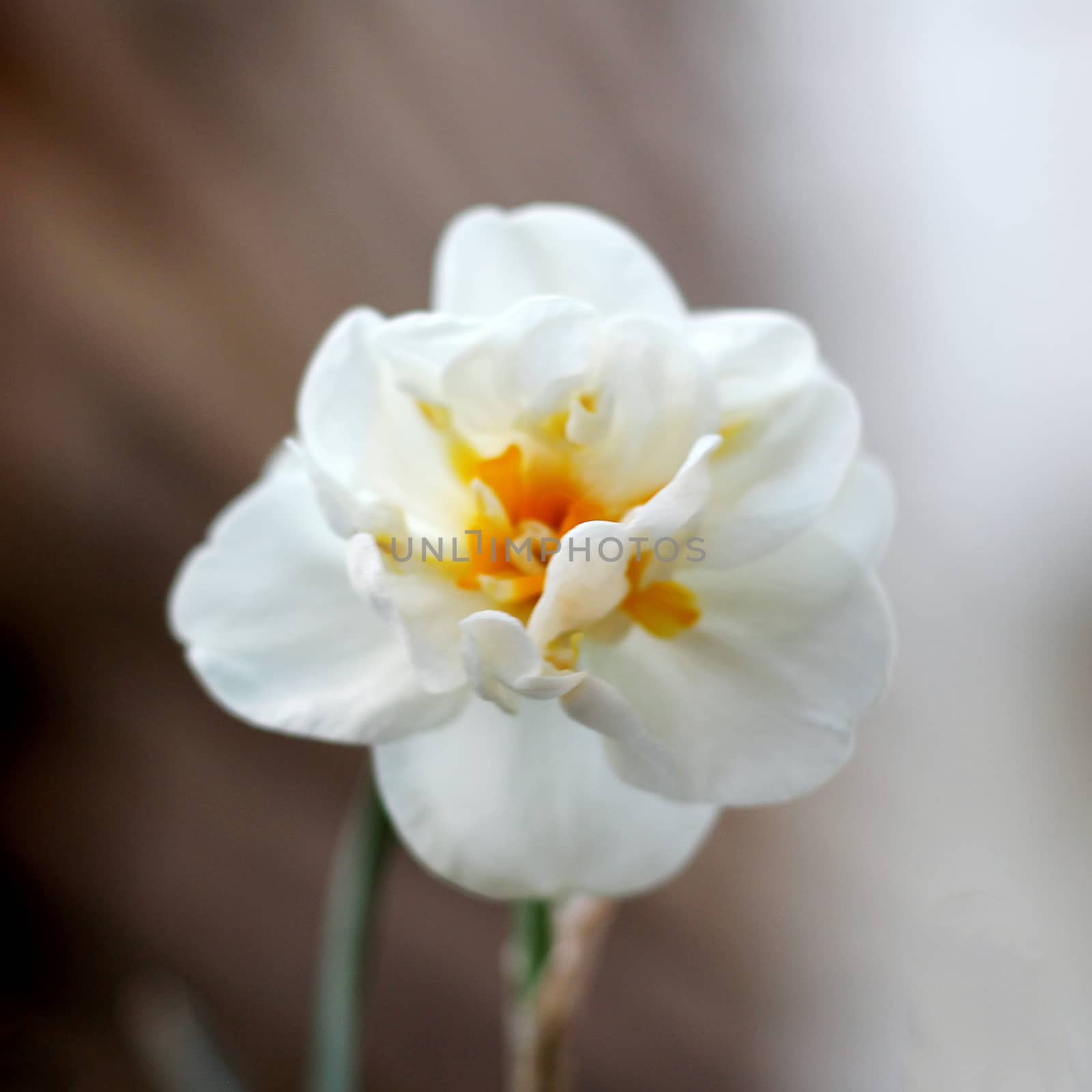 one narcissus or jonquil in the garden. photo. vintage