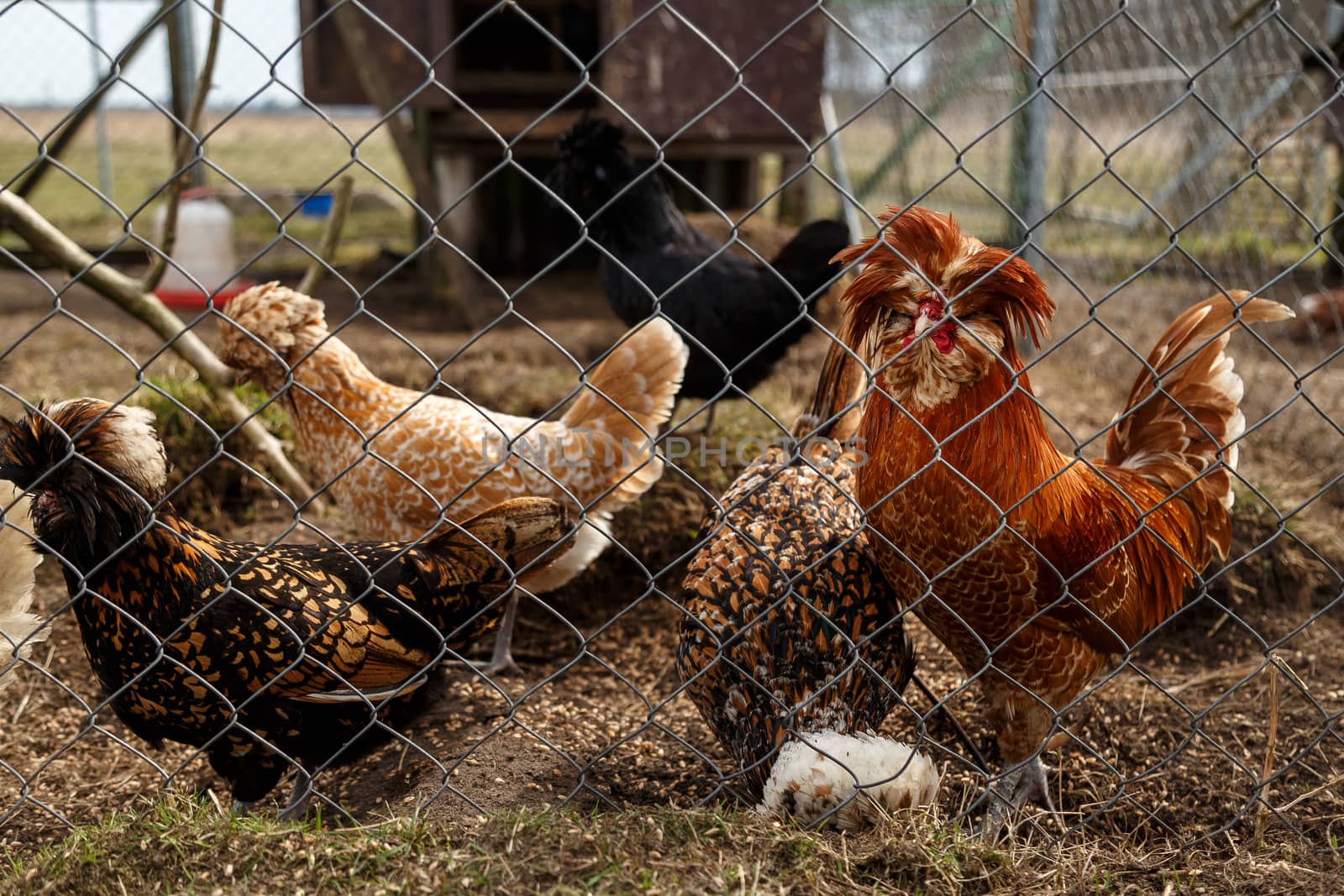 Cockerel with hens in the open-air cage