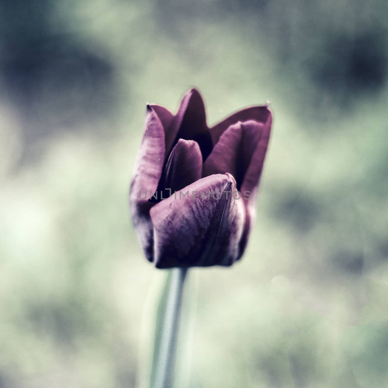 one black tulips in the garden. photo. vintage