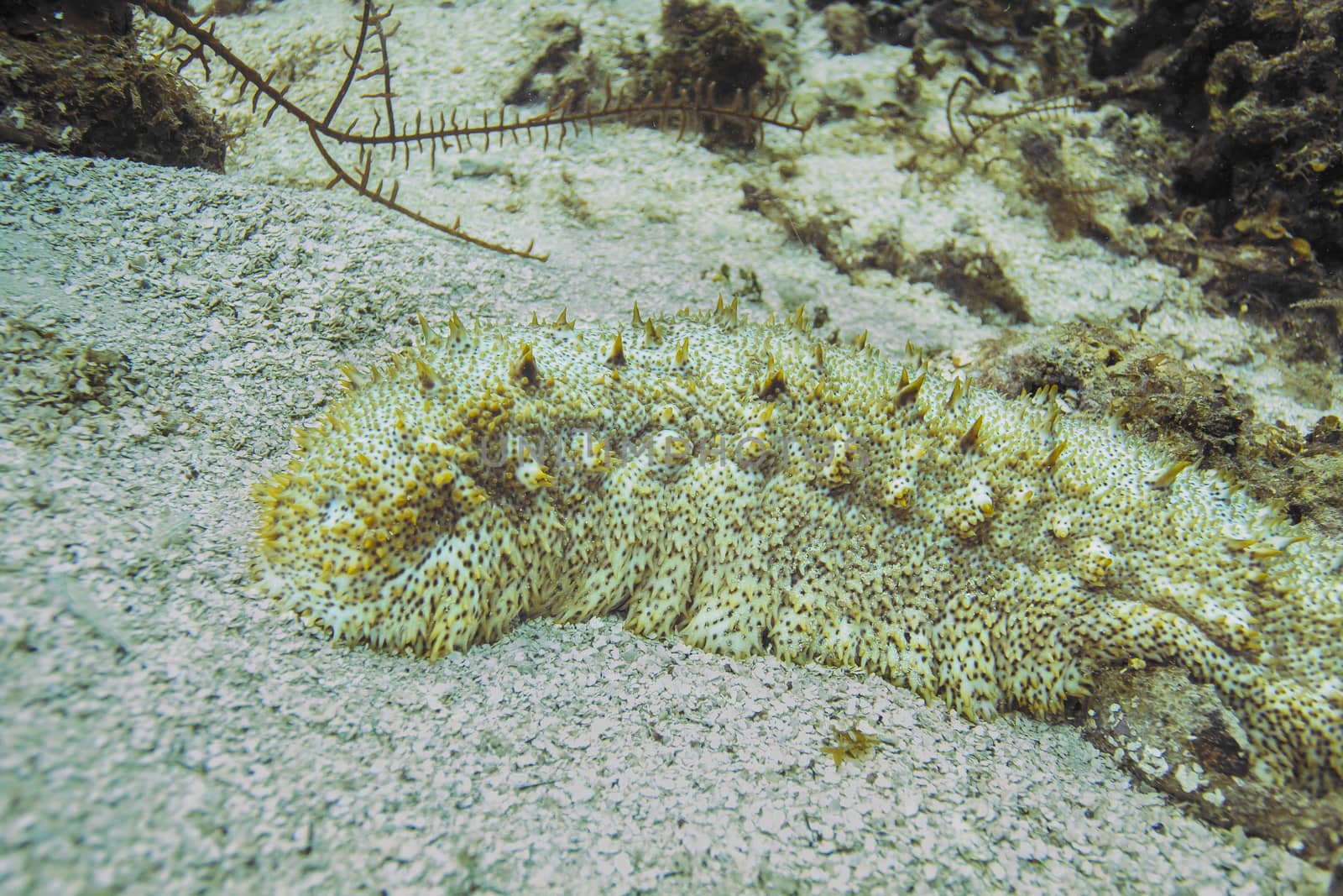 Huge astichopus multifidus on rocky sea bed