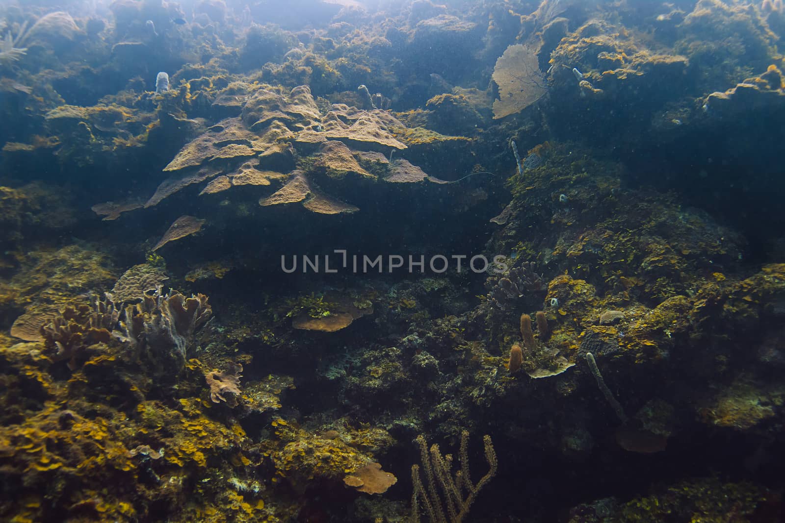 Sun shinning on a large coral reef wall