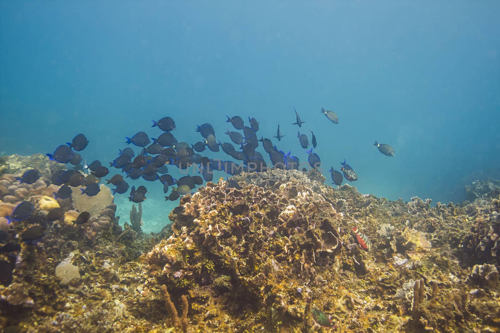 School of blue tang fish swimming pass a coral reef