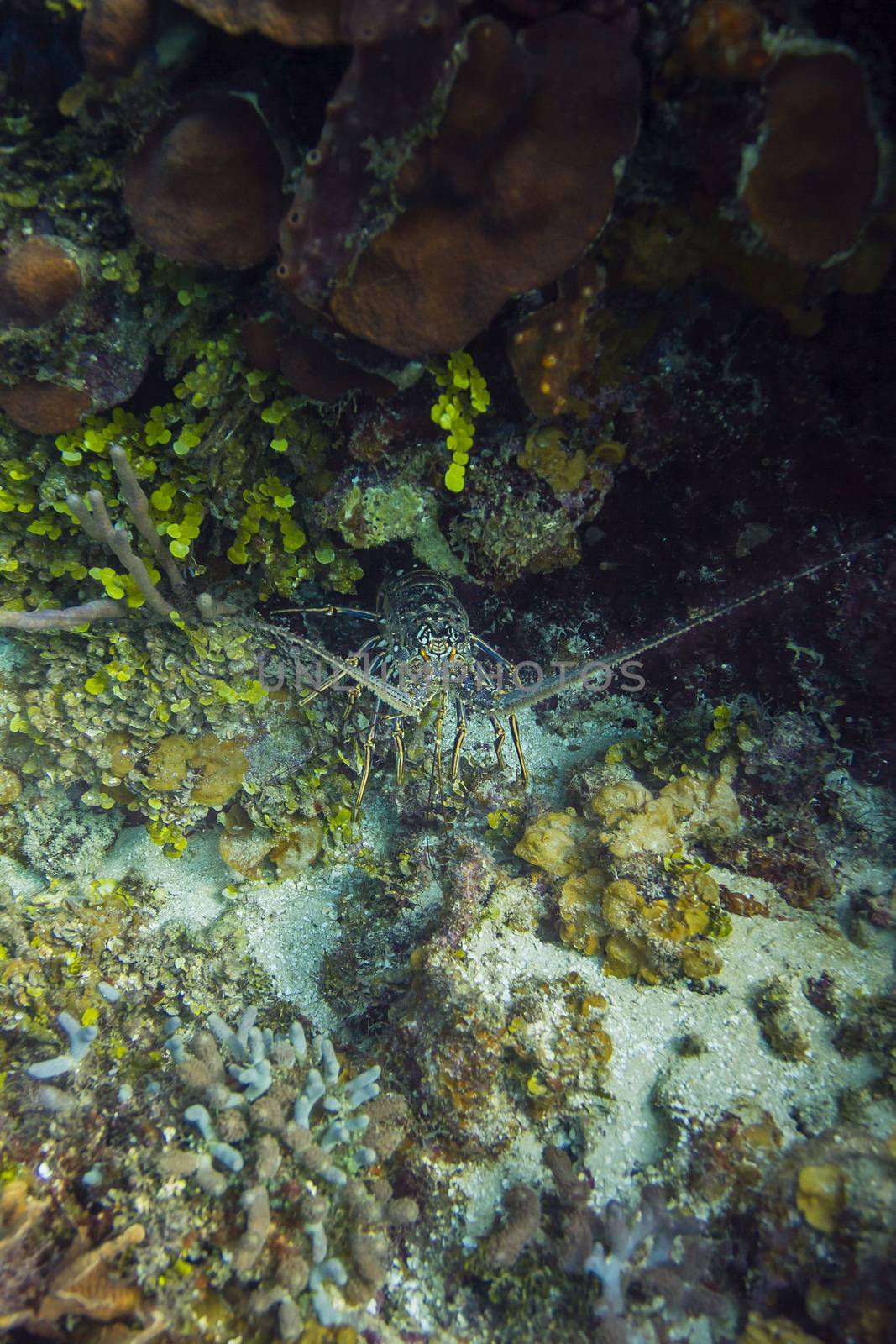 Panulirus argus hidding under a rock