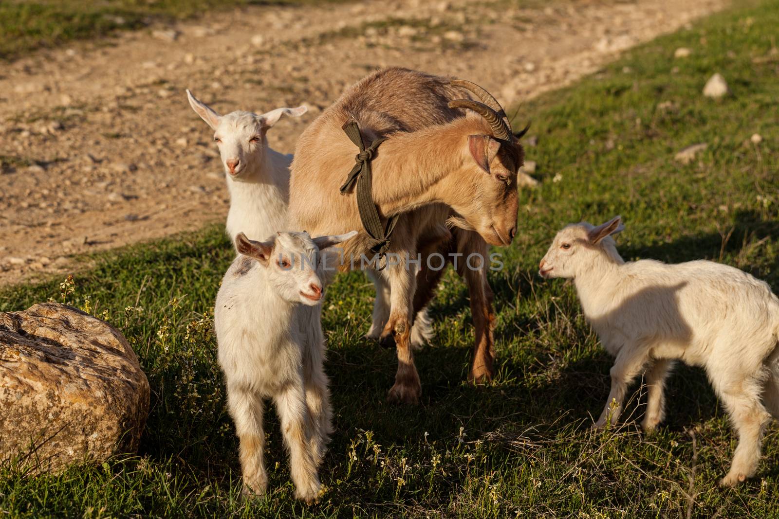 Mother goat and her kids in natural environment