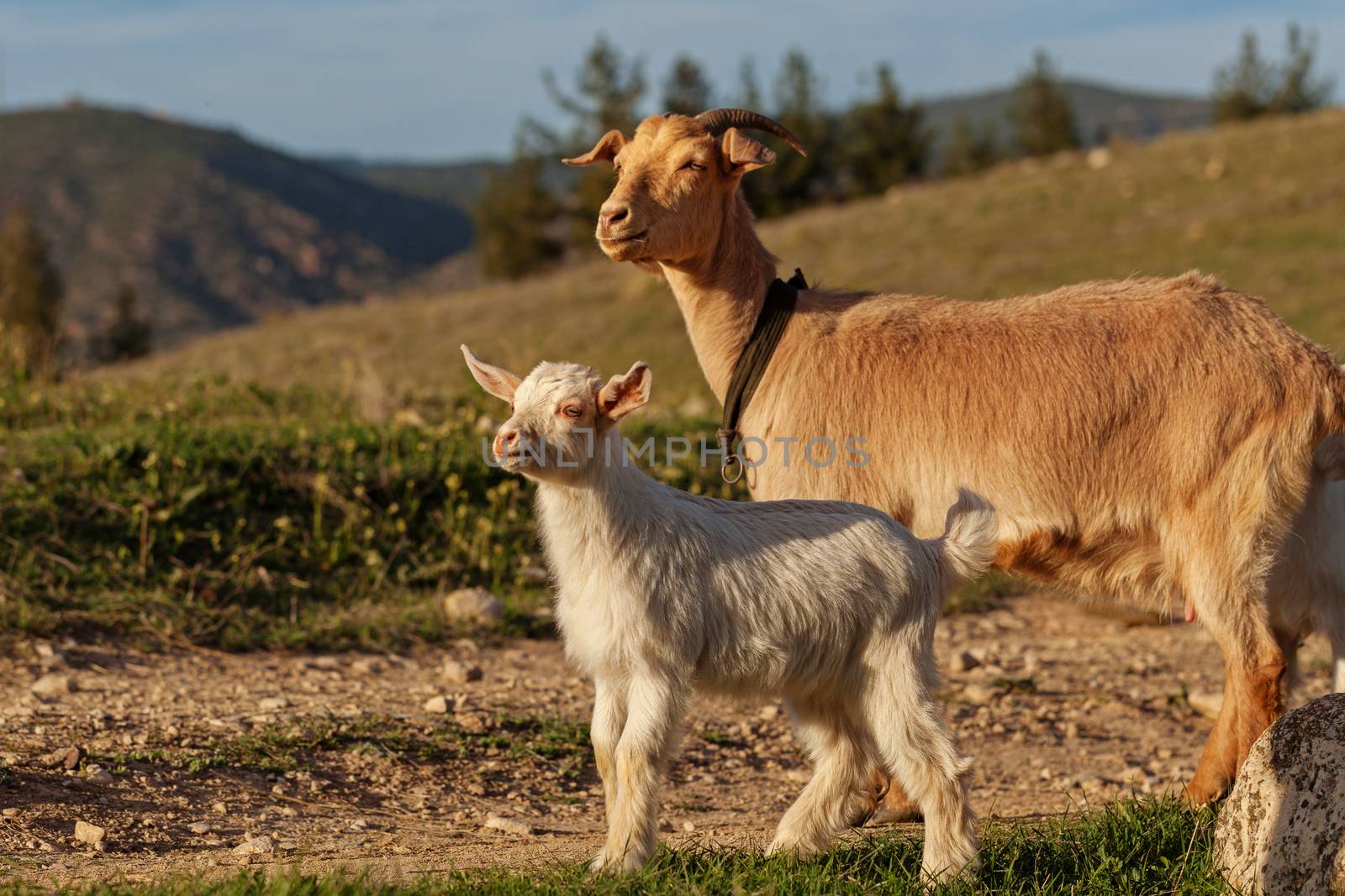 Mother goat and her kid by igor_stramyk