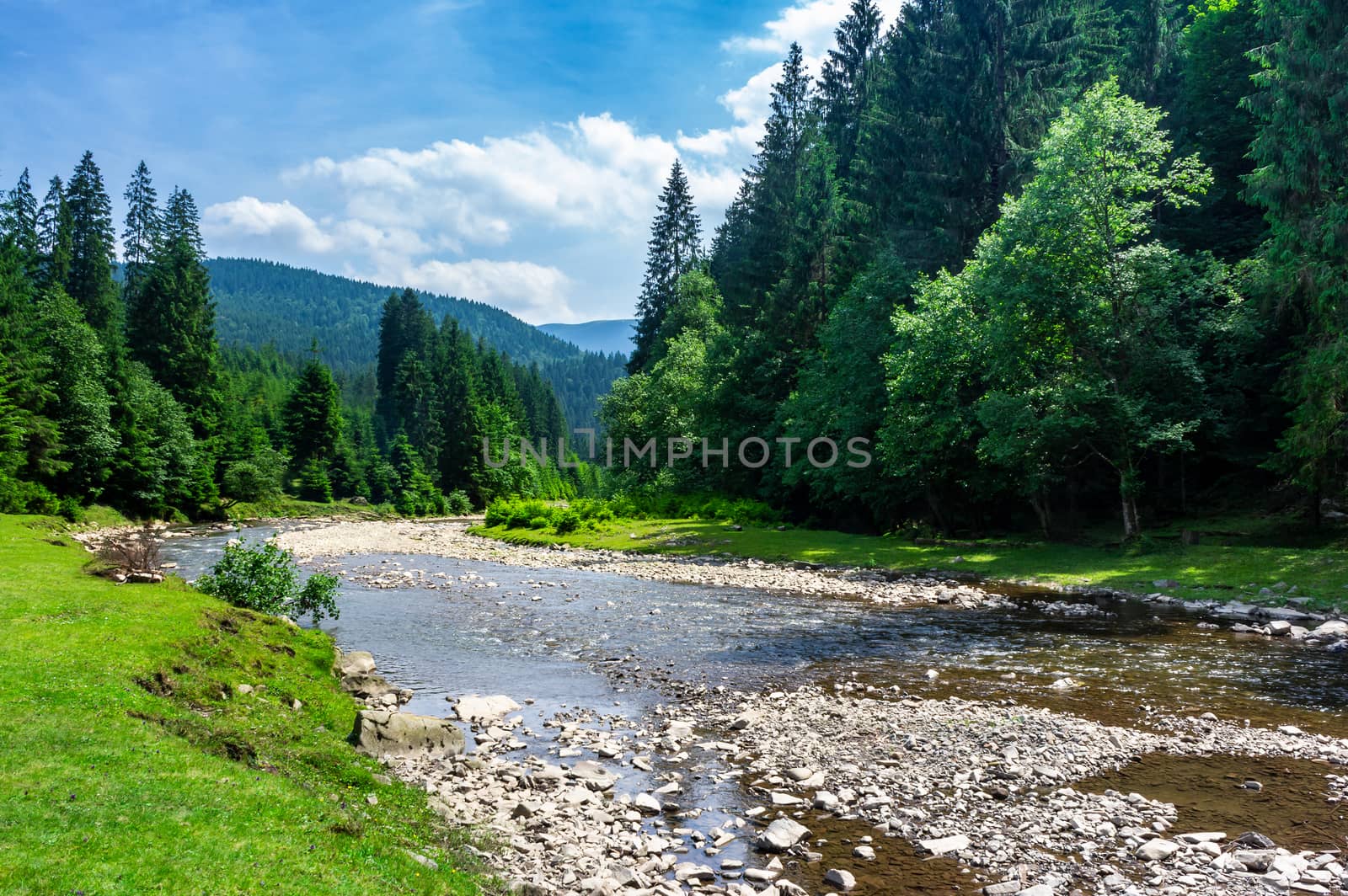 mountain river among the forest in summer by Pellinni