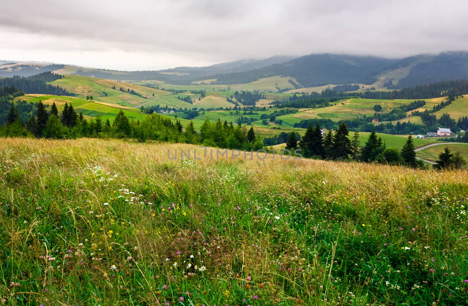 grassy meadow over the forest on a cloudy day. lovely mountainous countryside in summer time