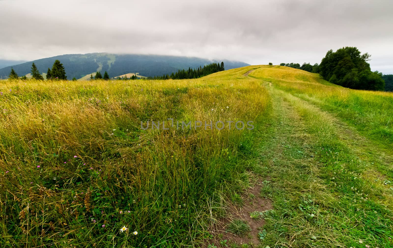 country road through grassy fields in mountains by Pellinni