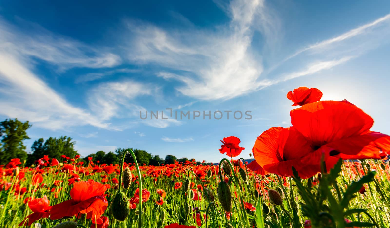 poppy flowers field in mountains by Pellinni