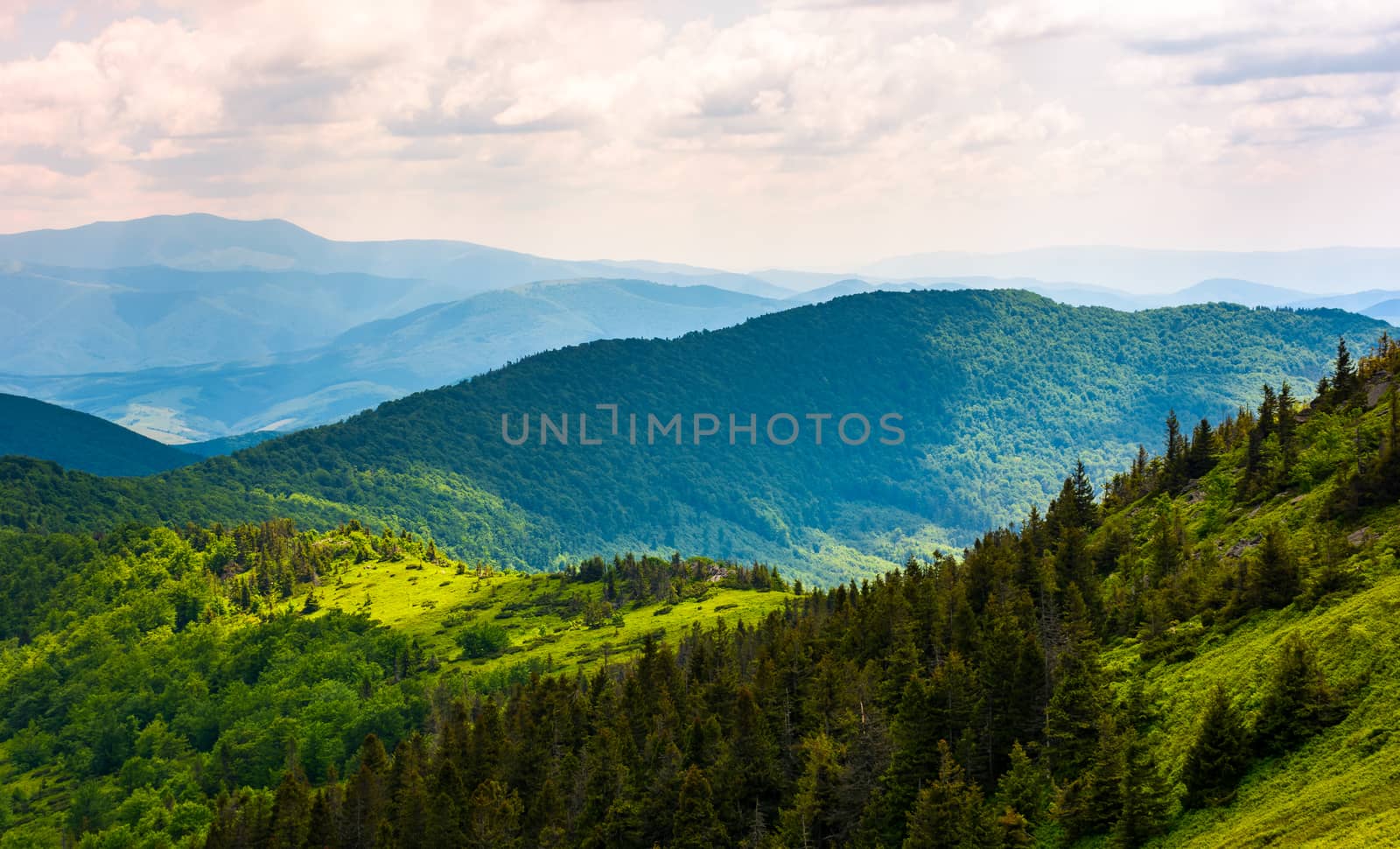 forested hills of Carpathian mountains by Pellinni