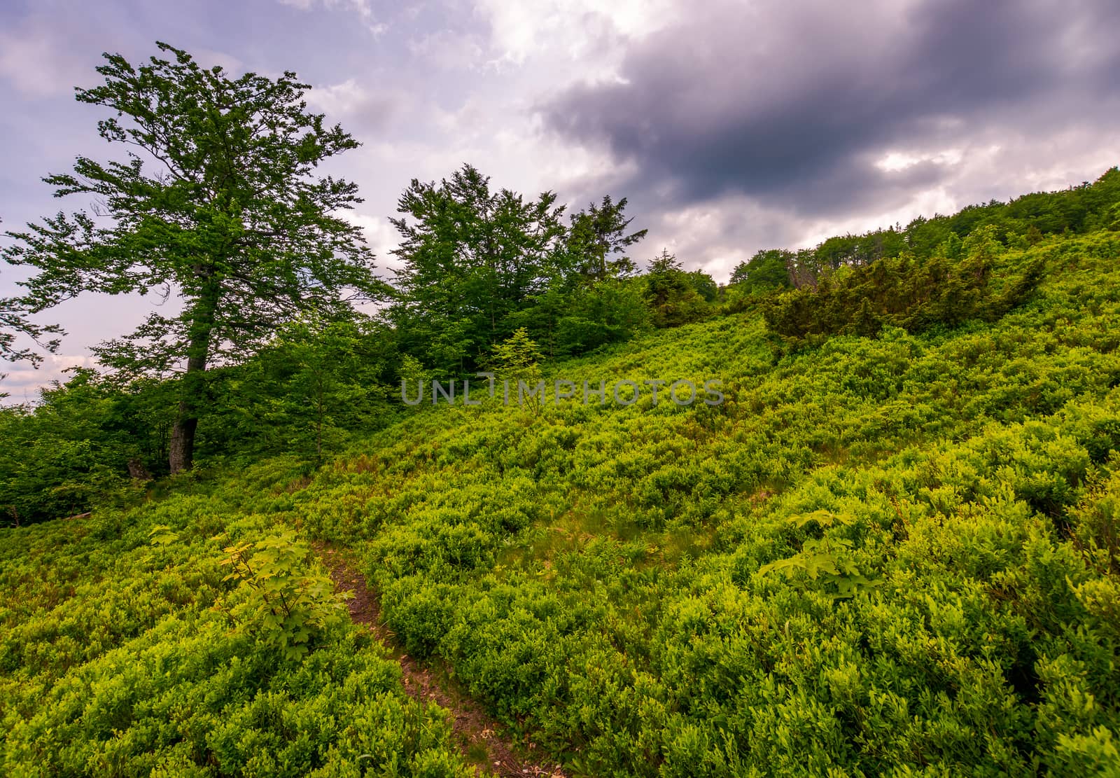 path uphill the grassy hillside in to the forest by Pellinni