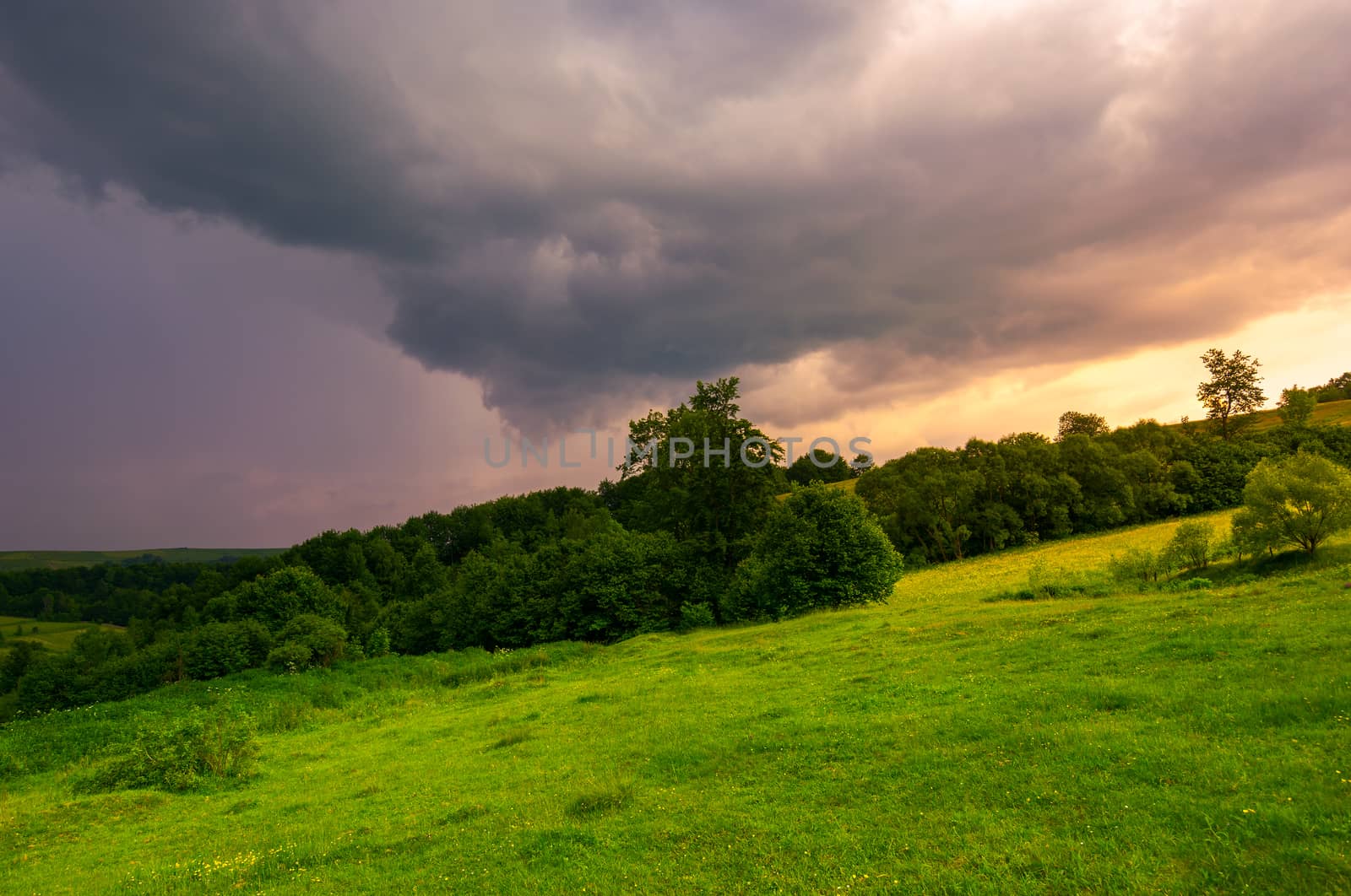 beautiful countryside on a cloudy sunset. trees on grassy hillside in evening light