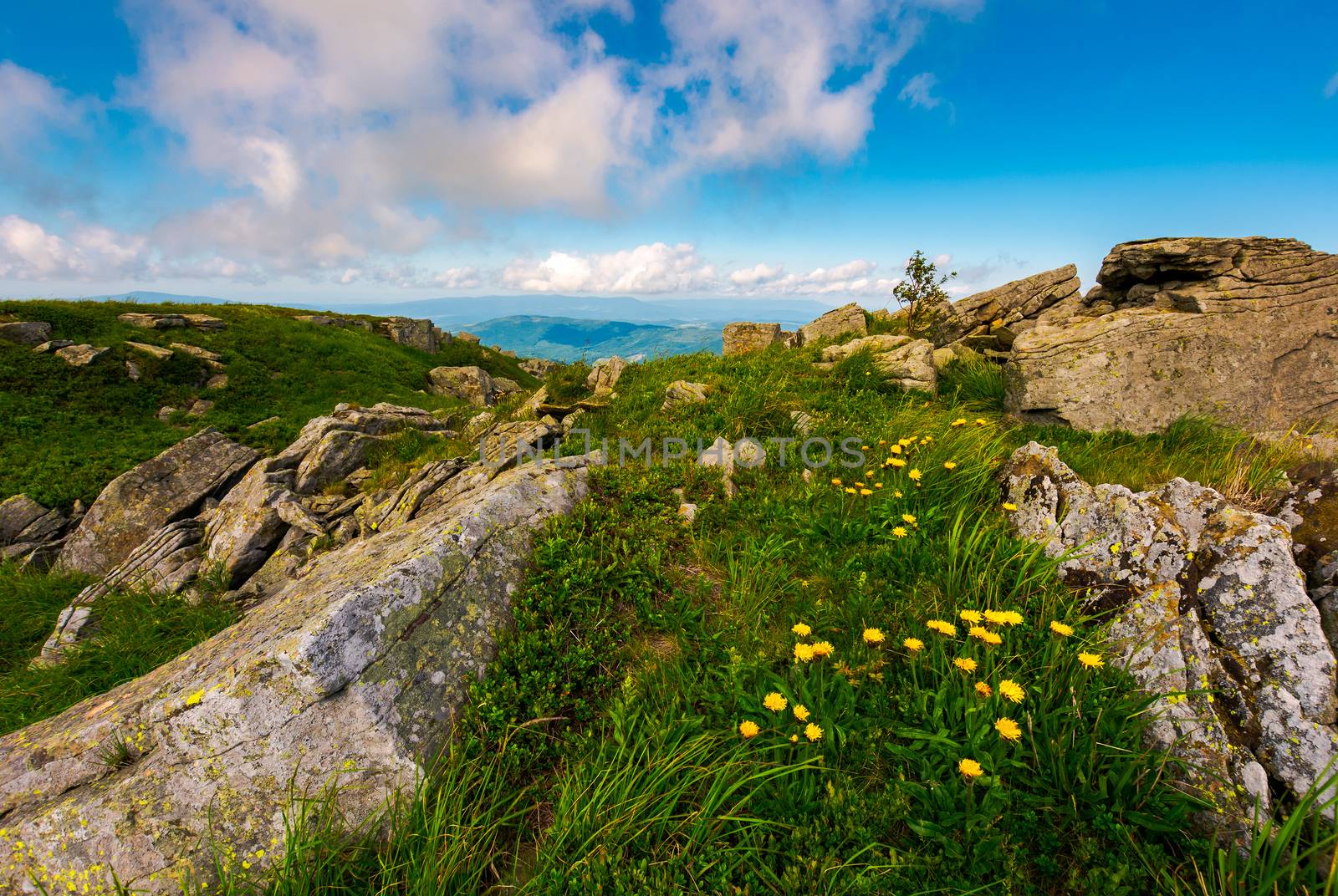Dandelions among the rocks in Carpathian Alps. Heavy cloud on a blue sky over the mountain peak in the distance.  Vivid summer landscape at sunset.