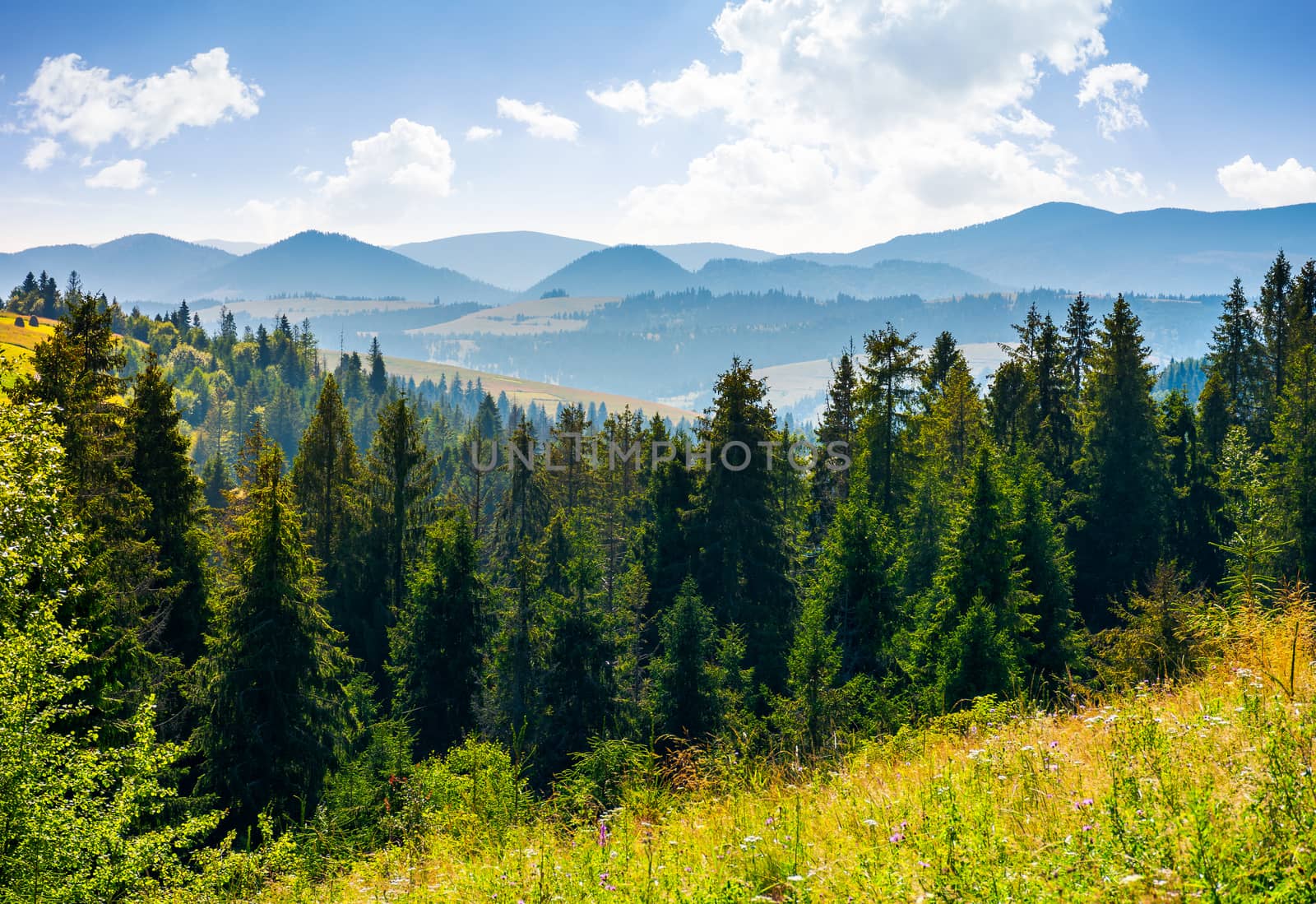 spruce forest in mountains by Pellinni