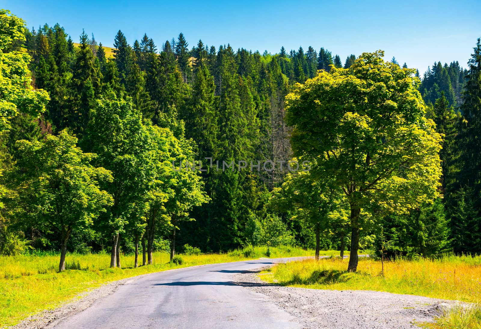 countryside road through forest. beautiful landscape on fresh summer morning